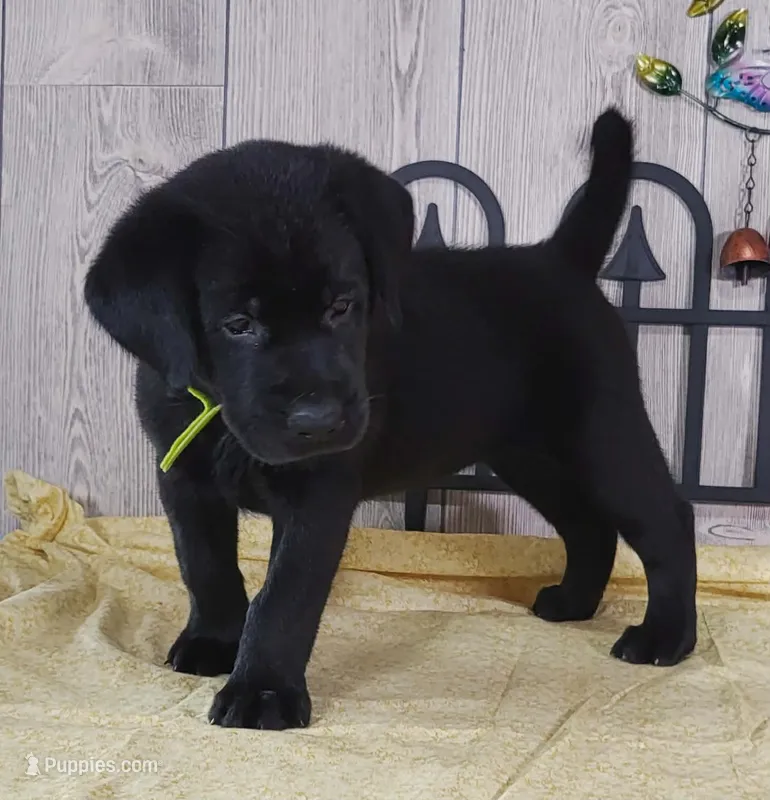 Candy Apple – Labrador Retriever puppy for sale in Hillsboro, WI