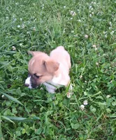 Batman, a male Pembroke Welsh Corgi for sale in Hillsboro, WI – 7 of 8