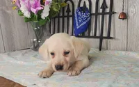 Buster, a male Labrador Retriever for sale in Hillsboro, WI – 3 of 5