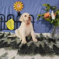 Honey, a female Labrador Retriever for sale in Hillsboro, WI – Photo 4 of 5