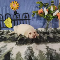Honey, a female Labrador Retriever for sale in Hillsboro, WI – Photo 3 of 5