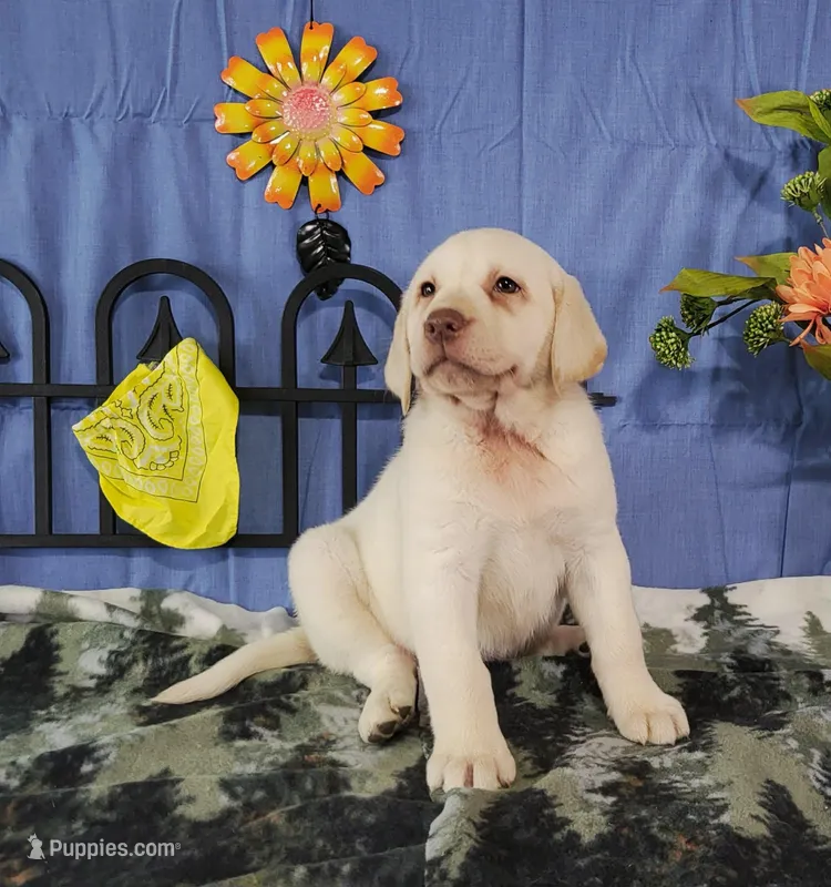 Honey – Labrador Retriever puppy for sale in Hillsboro, WI