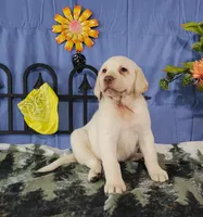 Honey, a female Labrador Retriever for sale in Hillsboro, WI – Photo 1 of 5