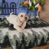 Honey, a female Labrador Retriever for sale in Hillsboro, WI – Photo 2 of 5
