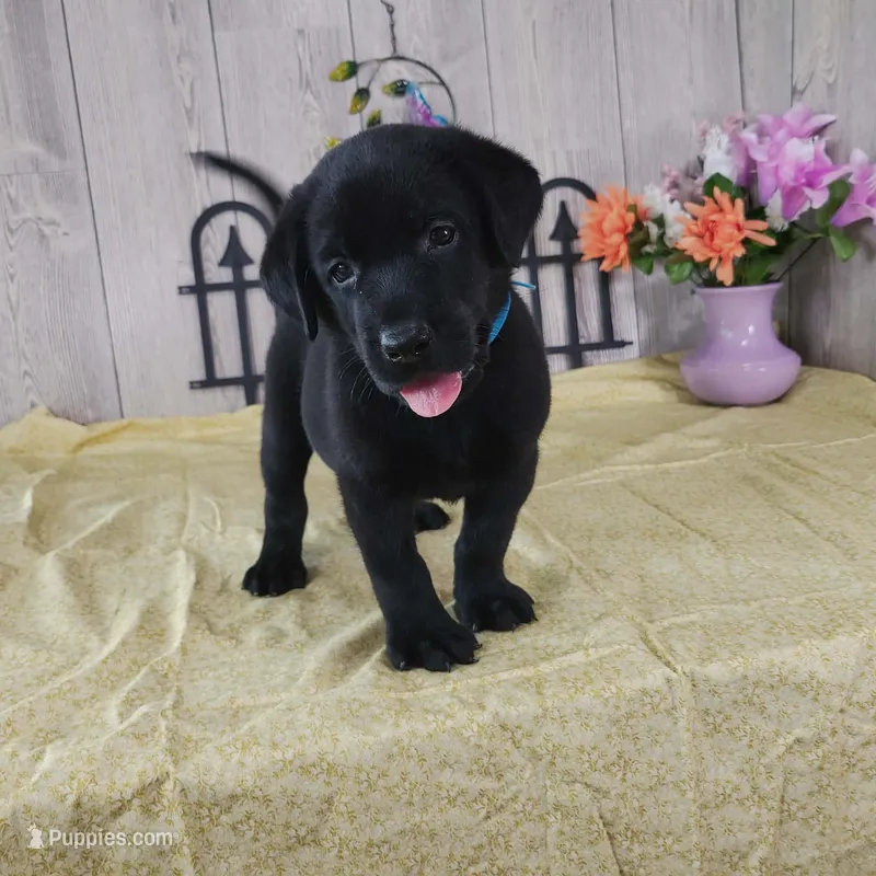 Dillion – Labrador Retriever puppy for sale in Hillsboro, WI