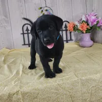 Dillion, a male Labrador Retriever for sale in Hillsboro, WI – 1 of 5