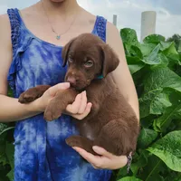 Cooper, a male Labrador Retriever for sale in Hillsboro, WI – 5 of 6