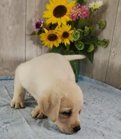 Bert, a male Labrador Retriever for sale in Hillsboro, WI – 4 of 7