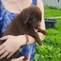 Hibiscus, a female Labrador Retriever for sale in Hillsboro, WI – 3 of 5