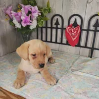 Raymond, a male Labrador Retriever for sale in Hillsboro, WI – 6 of 6