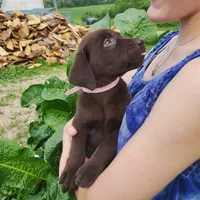 Hibiscus, a female Labrador Retriever for sale in Hillsboro, WI – 5 of 5