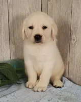 Cane, a male Labrador Retriever for sale in Hillsboro, WI – 4 of 7