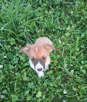 Batman, a male Pembroke Welsh Corgi for sale in Hillsboro, WI – 8 of 8