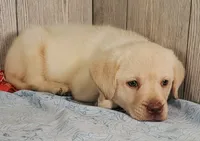 Henry, a male Labrador Retriever for sale in Hillsboro, WI – 1 of 6