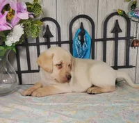 Brewer, a male Labrador Retriever for sale in Hillsboro, WI – 5 of 5