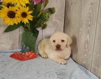 Henry, a male Labrador Retriever for sale in Hillsboro, WI – 5 of 6