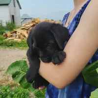 Grayson, a male Labrador Retriever for sale in Hillsboro, WI – 7 of 7