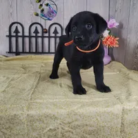 Pumpkin, a female Labrador Retriever for sale in Hillsboro, WI – 5 of 5
