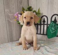 Gary, a male Labrador Retriever for sale in Hillsboro, WI – 2 of 5