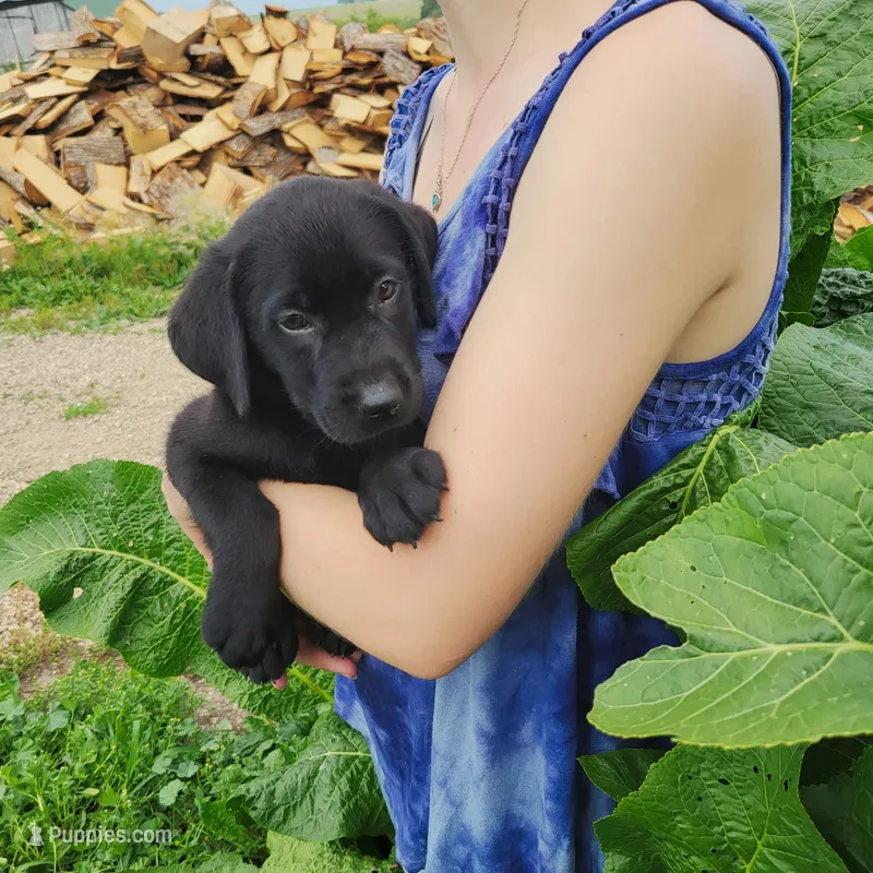 Grayson – Labrador Retriever puppy for sale in Hillsboro, WI