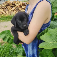 Grayson, a male Labrador Retriever for sale in Hillsboro, WI – 3 of 7