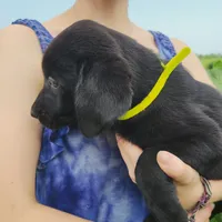 Fleur, a female Labrador Retriever for sale in Hillsboro, WI – 3 of 5