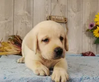 Bert, a male Labrador Retriever for sale in Hillsboro, WI – 5 of 7