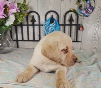 Brewer, a male Labrador Retriever for sale in Hillsboro, WI – 2 of 5