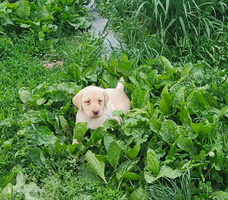 Brewer – Labrador Retriever puppy on hold in Hillsboro, WI
