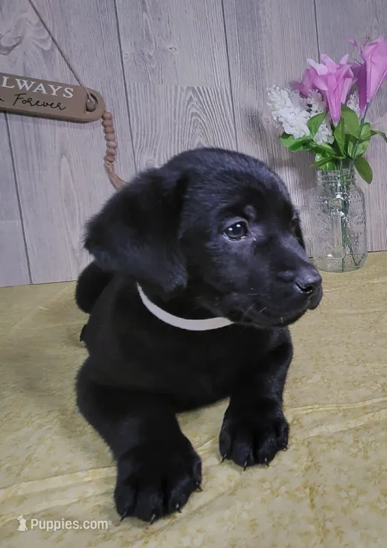 Wyatt – Labrador Retriever puppy for sale in Hillsboro, WI