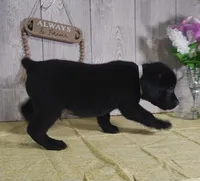 Wyatt, a male Labrador Retriever for sale in Hillsboro, WI – Photo 4 of 5