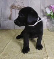 Wyatt, a male Labrador Retriever for sale in Hillsboro, WI – Photo 3 of 5