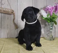 Wyatt, a male Labrador Retriever for sale in Hillsboro, WI – Photo 5 of 5