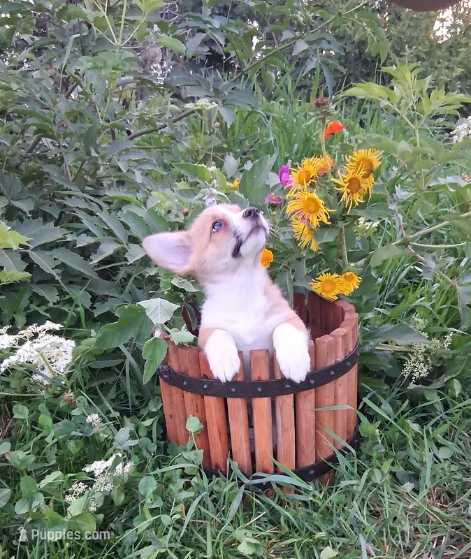 Robin – Pembroke Welsh Corgi puppy for sale in Hillsboro, WI