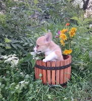 Robin, a male Pembroke Welsh Corgi for sale in Hillsboro, WI – 8 of 8