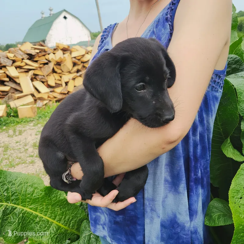 Fleur – Labrador Retriever puppy for sale in Hillsboro, WI