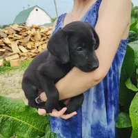 Fleur, a female Labrador Retriever for sale in Hillsboro, WI – 1 of 5