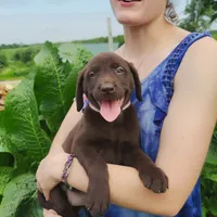 Hibiscus, a female Labrador Retriever for sale in Hillsboro, WI – 2 of 5