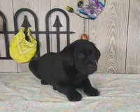 Archie, a male Labrador Retriever for sale in Hillsboro, WI – 2 of 5