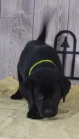 Candy Apple, a female Labrador Retriever for sale in Hillsboro, WI – 2 of 6