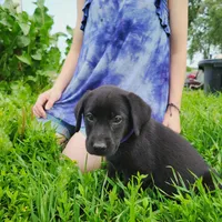 Primrose, a female Labrador Retriever for sale in Hillsboro, WI – 3 of 5
