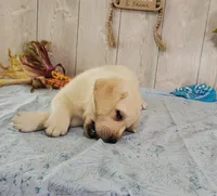 Davie, a male Labrador Retriever for sale in Hillsboro, WI – 4 of 7