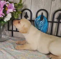 Brewer, a male Labrador Retriever for sale in Hillsboro, WI – 3 of 5
