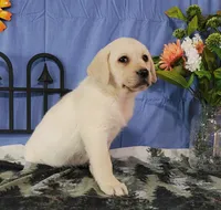 Azalea, a female Labrador Retriever for sale in Hillsboro, WI – Photo 6 of 6