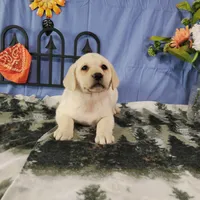 Azalea, a female Labrador Retriever for sale in Hillsboro, WI – Photo 5 of 6