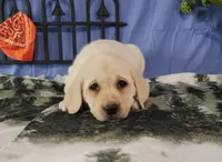 Azalea, a female Labrador Retriever for sale in Hillsboro, WI – Photo 2 of 6