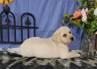Azalea, a female Labrador Retriever for sale in Hillsboro, WI – Photo 4 of 6