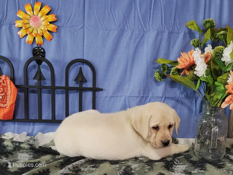 Azalea, a female Labrador Retriever for sale in Hillsboro, WI – Photo 1 of 6