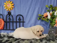 Azalea, a female Labrador Retriever for sale in Hillsboro, WI – Photo 1 of 6