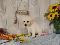 Alabaster, a female Labrador Retriever for sale in Hillsboro, WI – 4 of 6